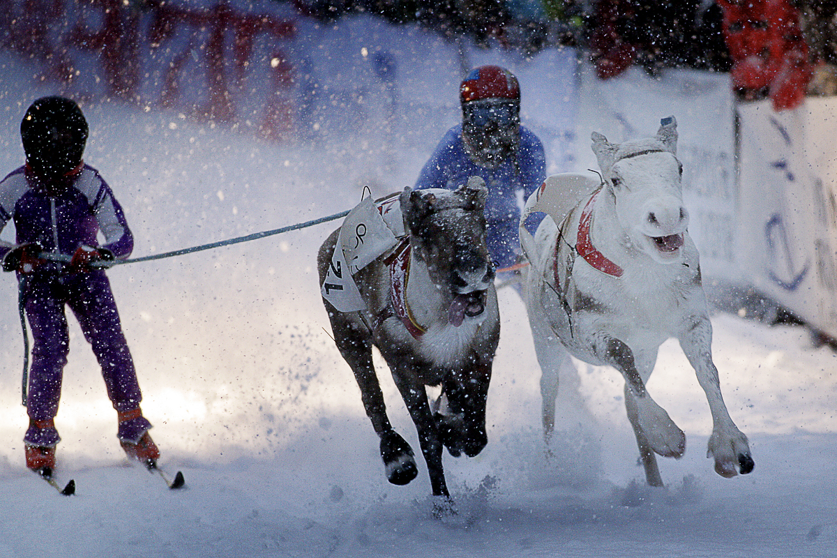 Reindeer sledding championship (c) Yngve Olsen-Sæbbe