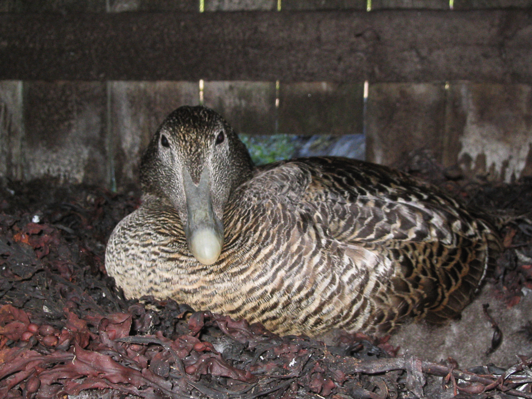 Eider duck nesting at Vega