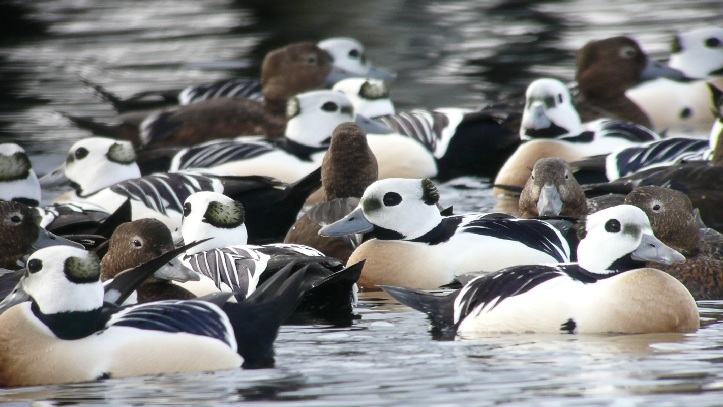 Steller Eiders (c) Biotope