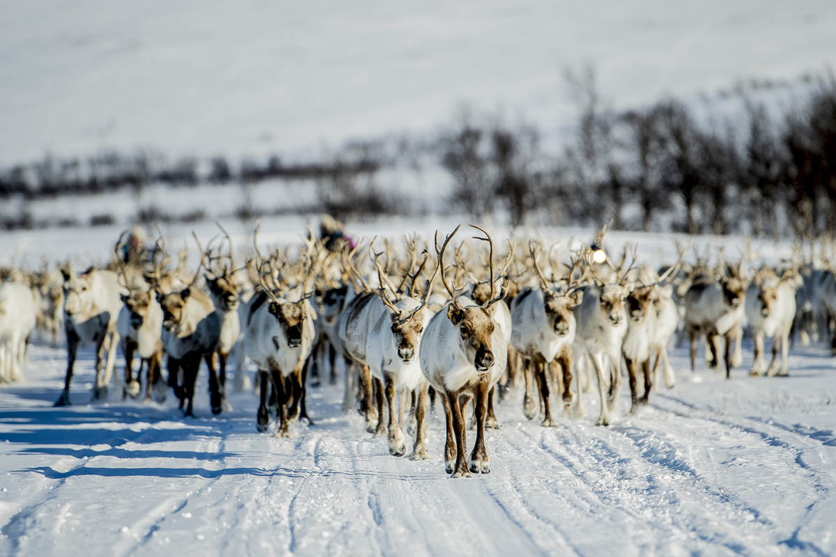 Reindeer herding is a traditional sami way of living