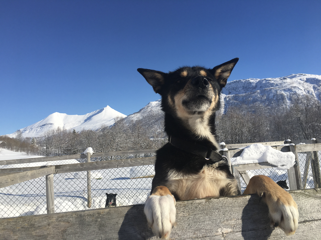 Husky på (c) Jevningen Gård