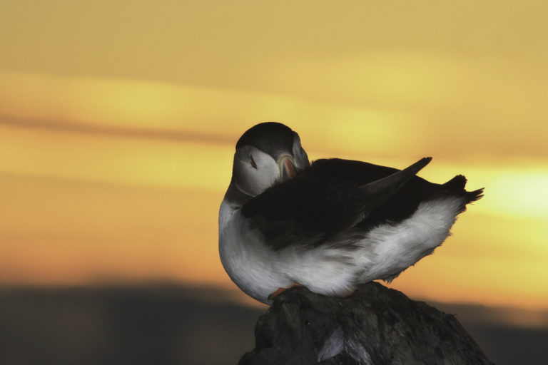 A puffin getting clean around midnight © Ole Jørgen Liodden/nordnorge.prod.dekodes.no
