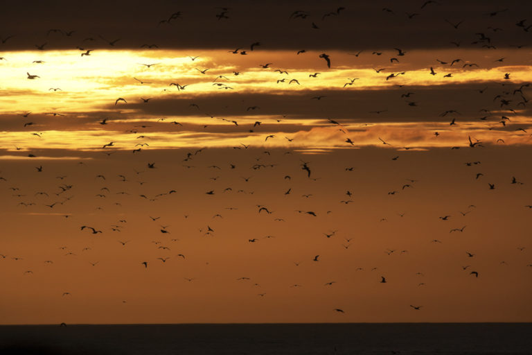 Birds fly in Midnight Sun near Vardø © Ole Jørgen Liodden / nordnorge.prod.dekodes.no