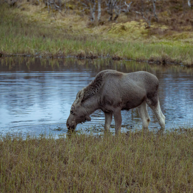 Nighttime drink © Vesterålen Tours