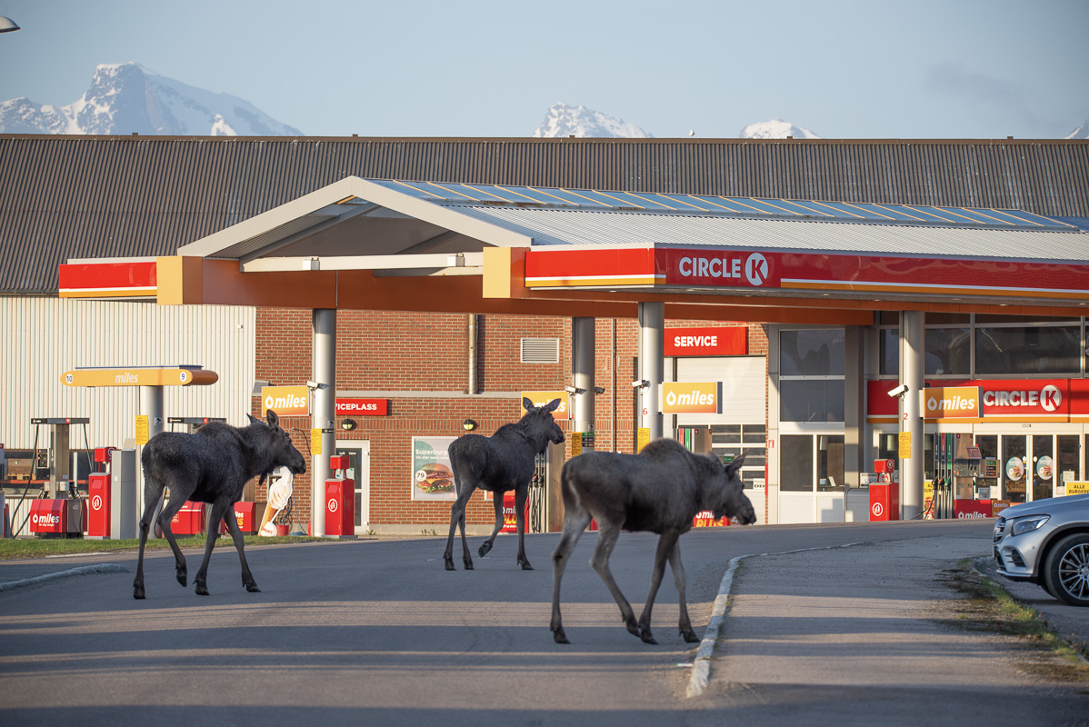 Moose heading for the petrol station @Vesterålen Tours