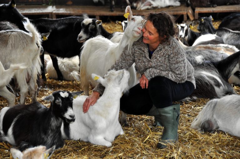 Det er mye kjærlighet i geiteproduksjon. Foto: Lofoten Gårdsysteri