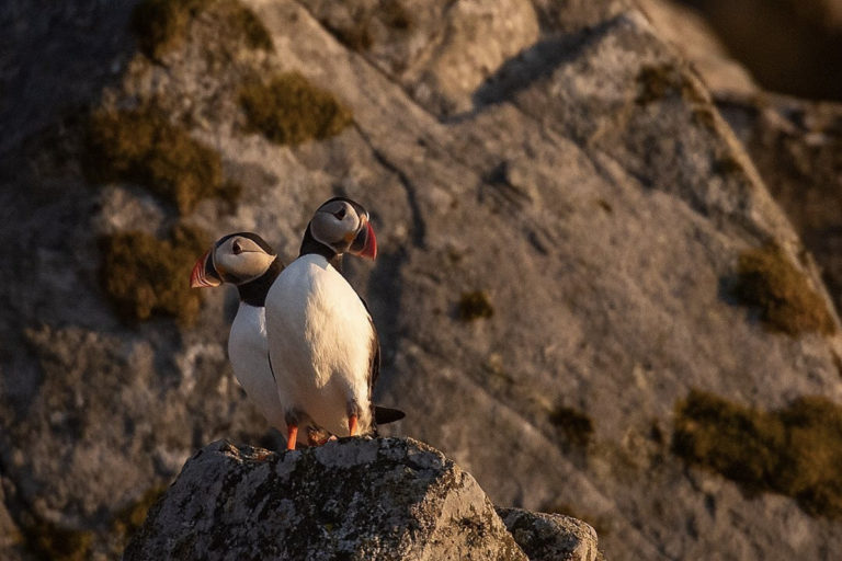 Puffins resting in the midnight sun after a day's fishing © Anders Nilsson/Lovund Event