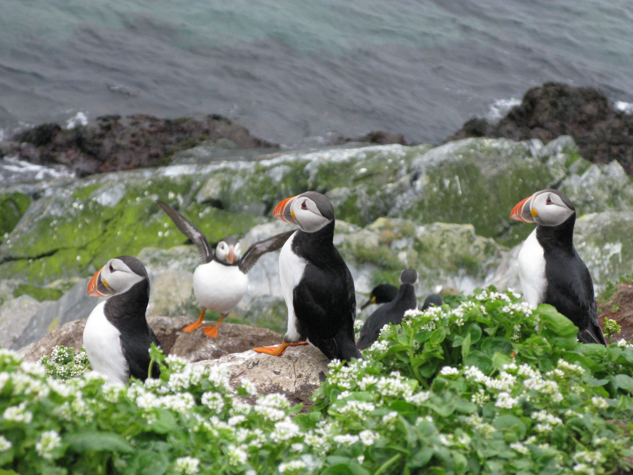 Puffins on the edge © Svetlana Funtusova