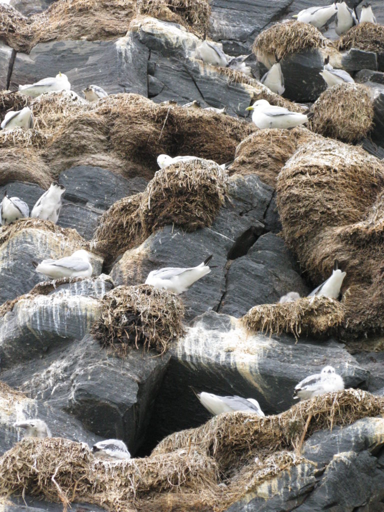 Kittiwakes nesting together © Svetlan -Funtusova