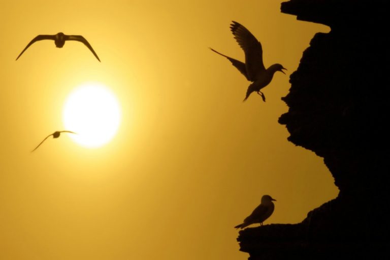 Kittiwakes in the midnight sun © Bjarne Riesto riesto.no /www.nordnorge.prod.dekodes.no