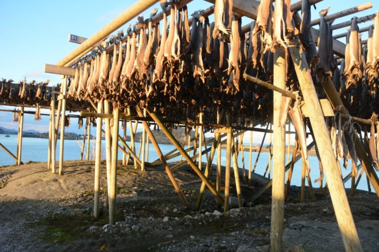 Stockfish © Knut Hansvold