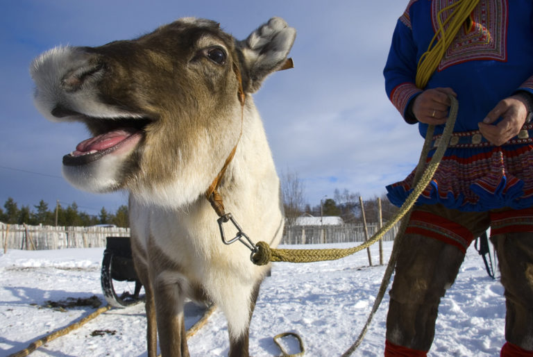 Heading to reindeer sledding © Katja Rykova