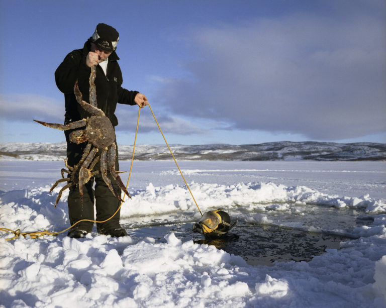 In winter, they dive for king crabs © Jørn Tomter