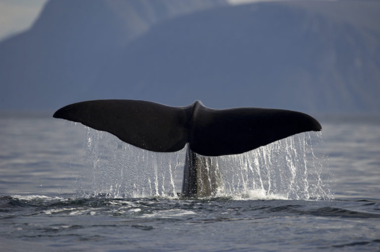The big tail lifting just before diving some 1000 metres down hunting squid © Marten Bril