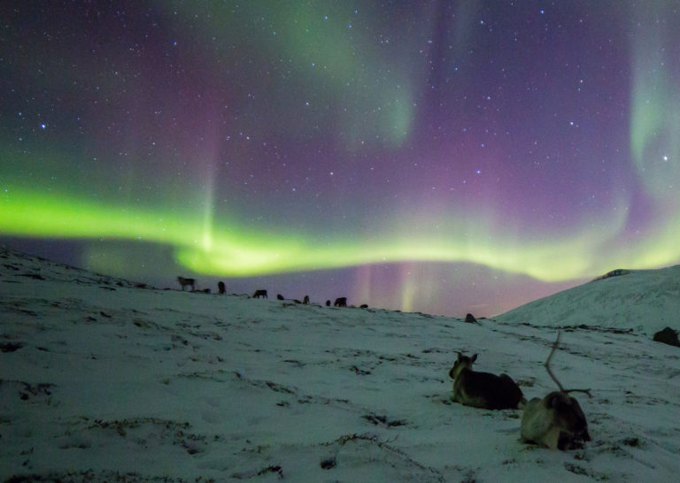 At the Rekvik mountain we met both Rudolph and Aurora © William Copeland