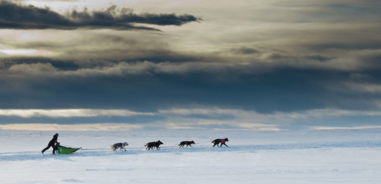 Who let the dogs out? © Geir Stian Larsen