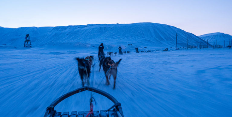 Ut på hundetur i blålys. Du lærer det på få minutter © Ann J Nordvålen