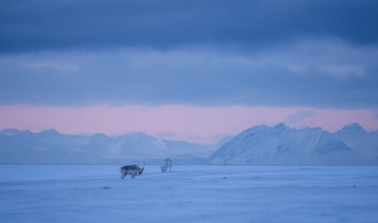 Svalbardreinen er kompakt og langhåret © Jan Nordvålen