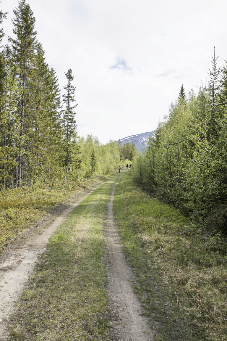 På vei gjennom skogen opp mot fjellet © Kathrine Sørgård