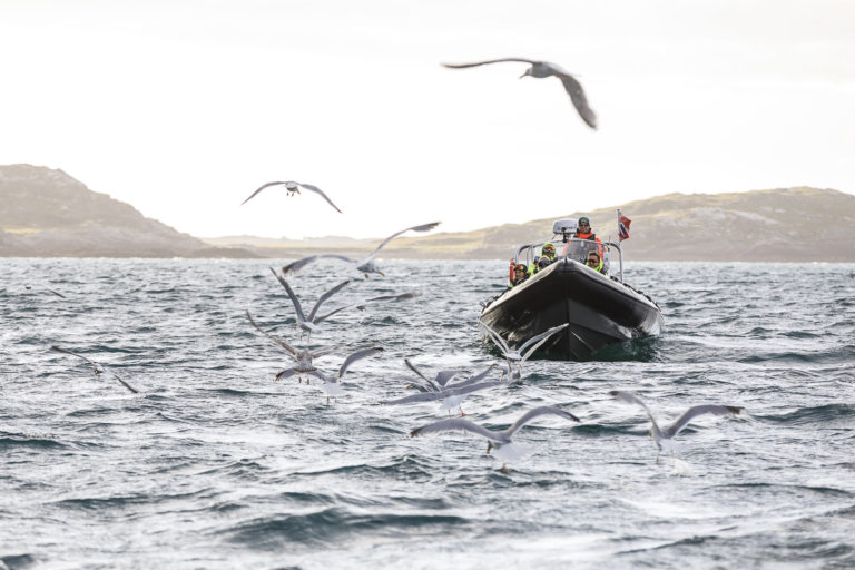 Sei? Fisk i havet © Kathrine Sørgård