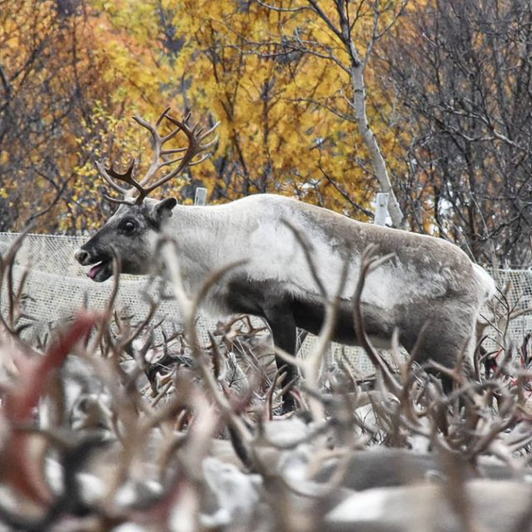 På høsten samles reinen. Noen skal på vinterbeite, andre skal et helt annet sted © Marit Helene Eira