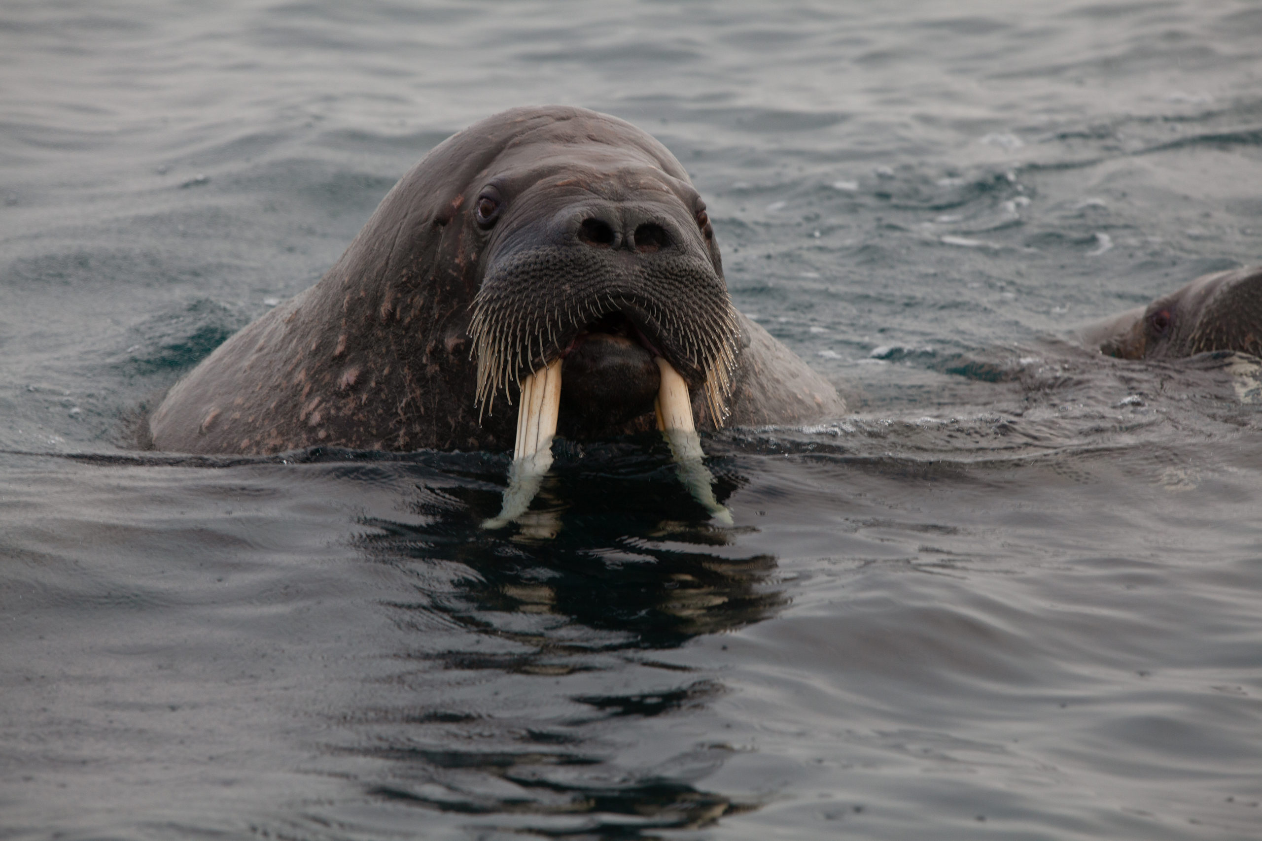 Foto: Eveline Lunde / Hurtigruten Svalbard