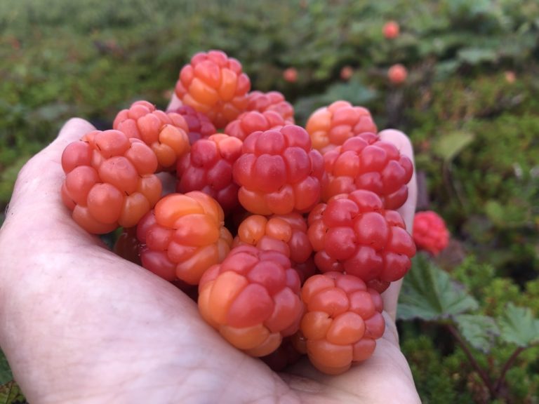 En deilig munnfull © Tamsøya