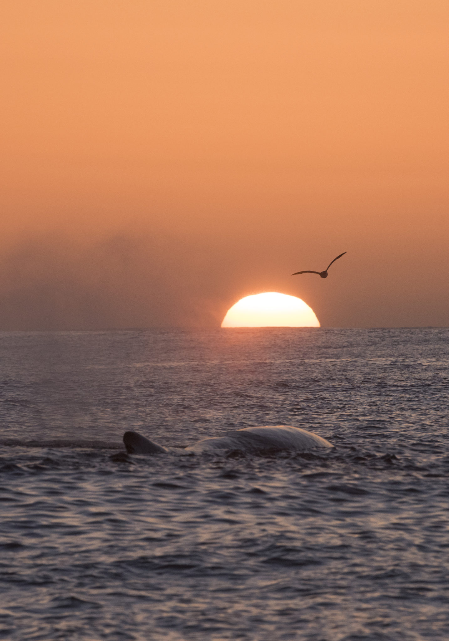 A summer's night © Vesterålen / Whale2sea