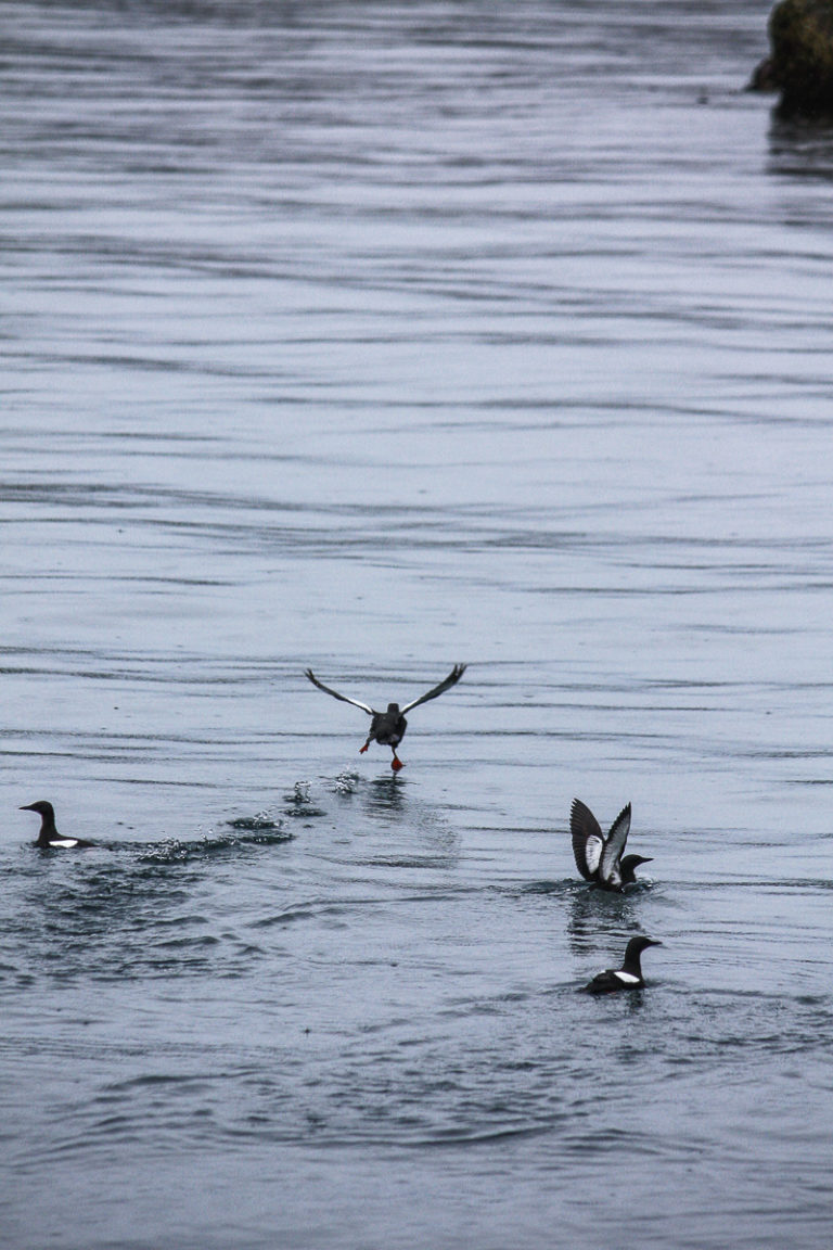 Some black guillemots © Katelin Pell