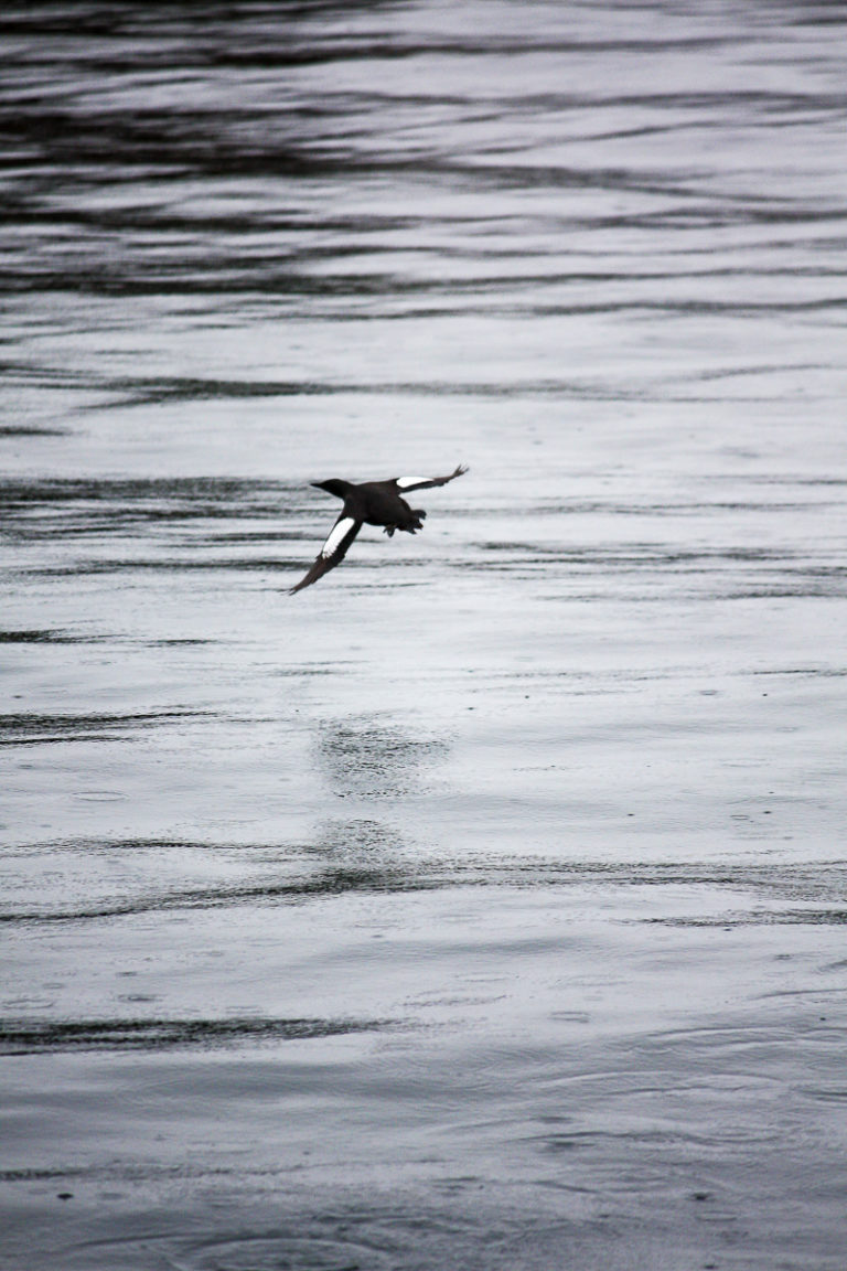 Black guillemot (Cepphus grylle) © Katelin Pell