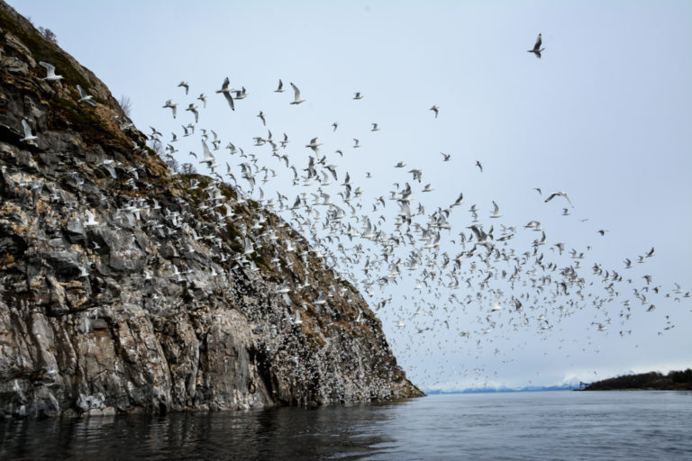 No rest for the ears at the Krykkjeberget - Kittiwake cliff - near Harstad © Knut Hansvold