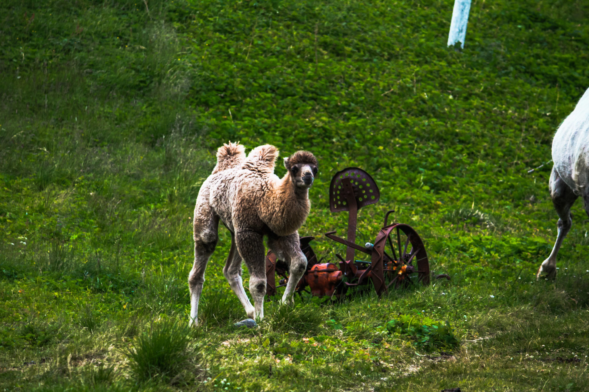 Baktriske kameler i Akkarfjord © Katelin Pell