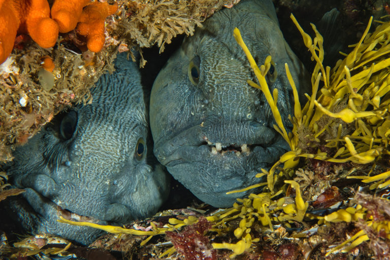 A rest for a wolffish couple on the Saltstraumen seabed © Vebjørn Karlsen