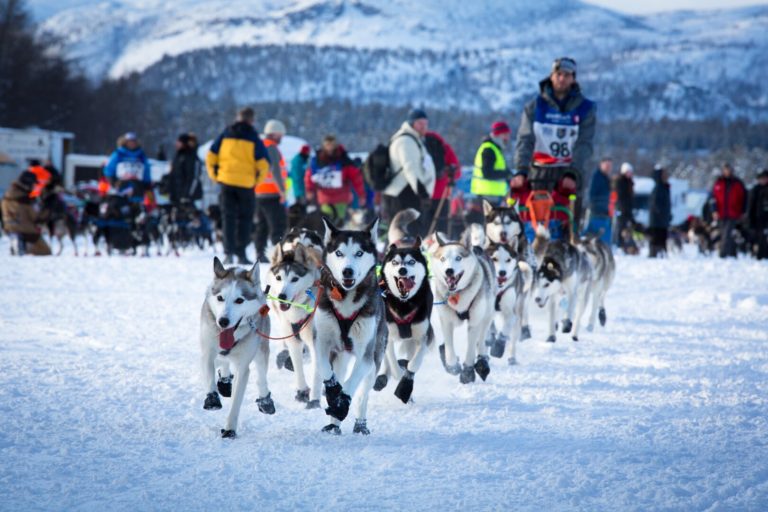 Alaska Huskies are the most popular dog breed today © Konrad Konieczny