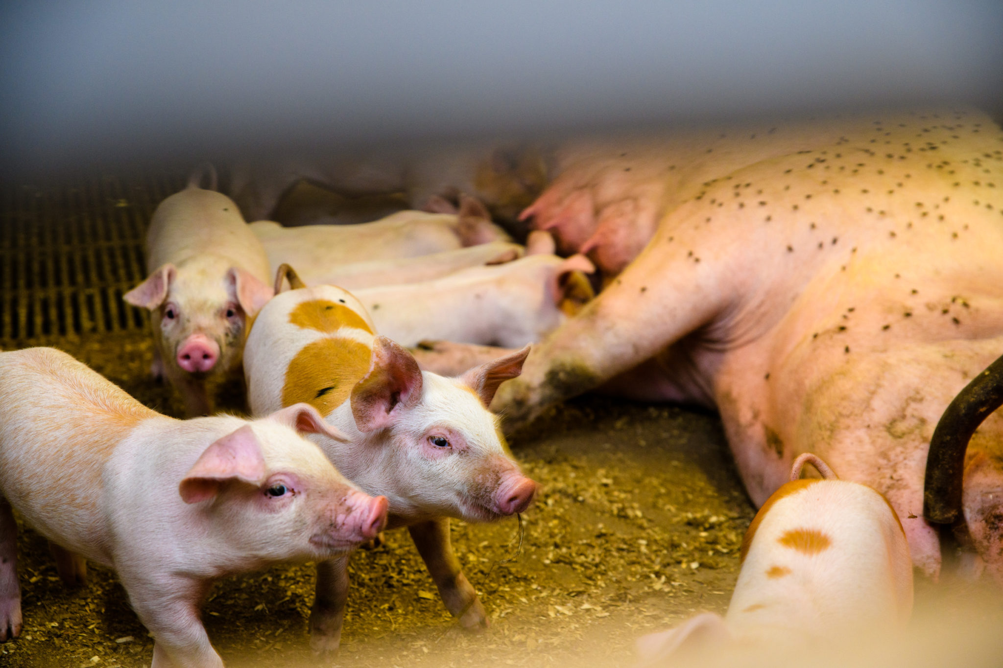 Cute piglets © Lars Åke Andersen