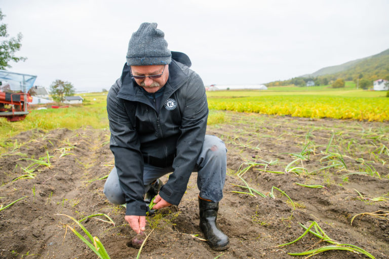 Red onions being harvested © Lars Åke Andersen