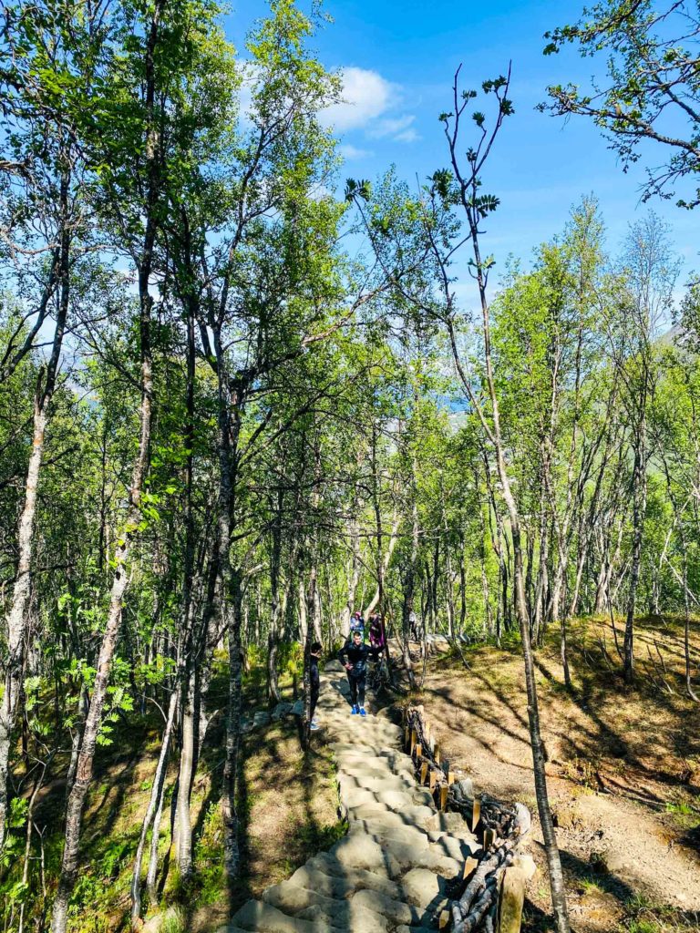 Tidlig i juni er skogen full av liv © Knut Hansvold