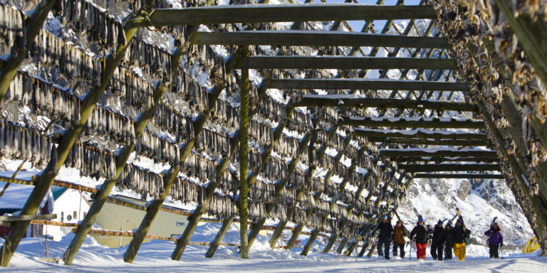 Stockfish hanging over the free ski riders. Photo: Espen Mortensen / nordnorge.prod.dekodes.no
