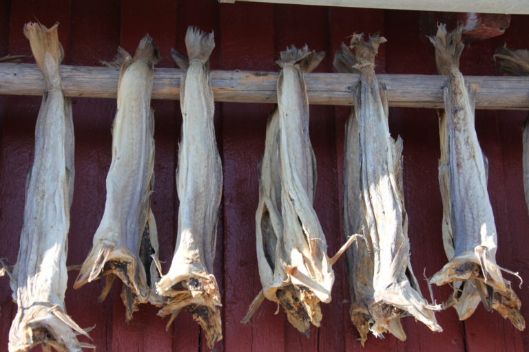 Stock fish (cod) dried though the winter in Lofoten. Photo: Roger Johansen / nordnorge.prod.dekodes.no / Lofoten