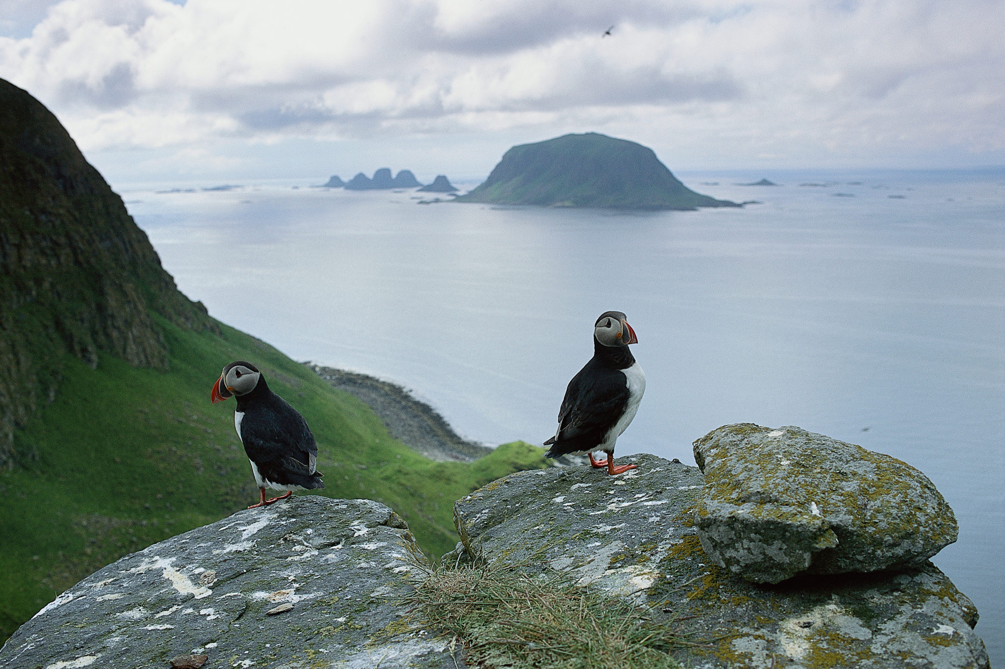 Puffins at the large bird cliffs on Røst, Lofoten. Photo: Bård Løken / nordnorge.prod.dekodes.no