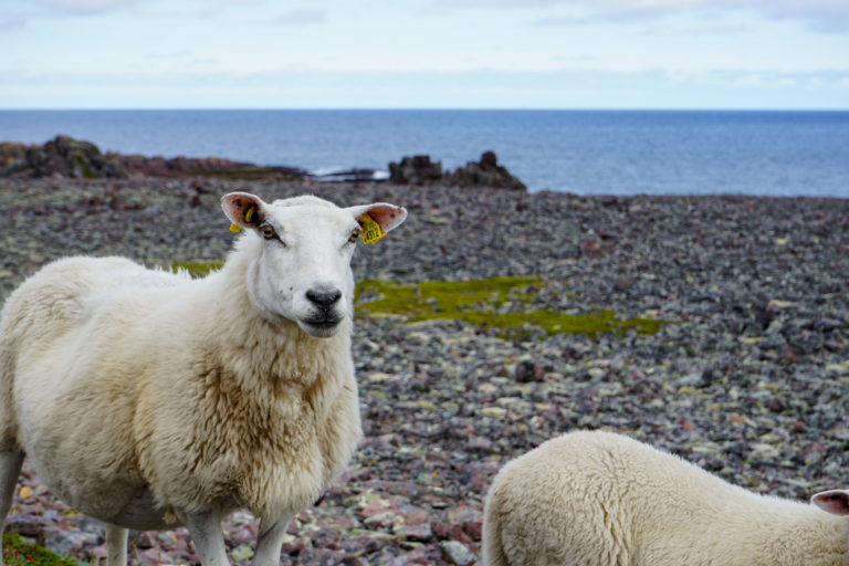 The locals are all ears on the way to Hamningberg © Katelin Pell