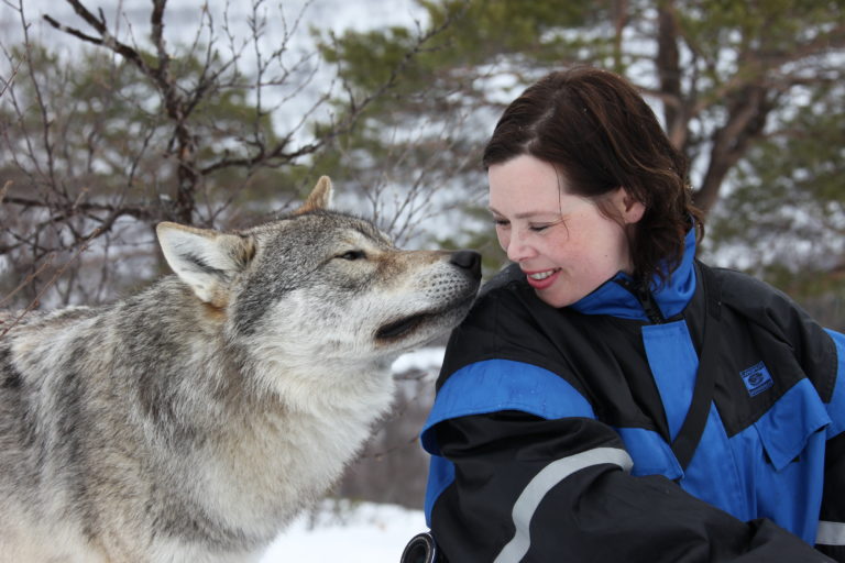Kissing the wolf at Polar Park, Bardu. Photo: Roger Johansen / nordnorge.prod.dekodes.no