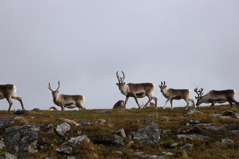 Davvi Siida, Kjøllefjord. Foto: Runar Larsen / Reiselyst