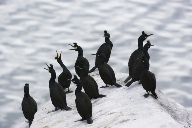 Common Shag (Gulosus aristotelis) at Røst. Photo: Roy Magersnes / nordnorge.prod.dekodes.no