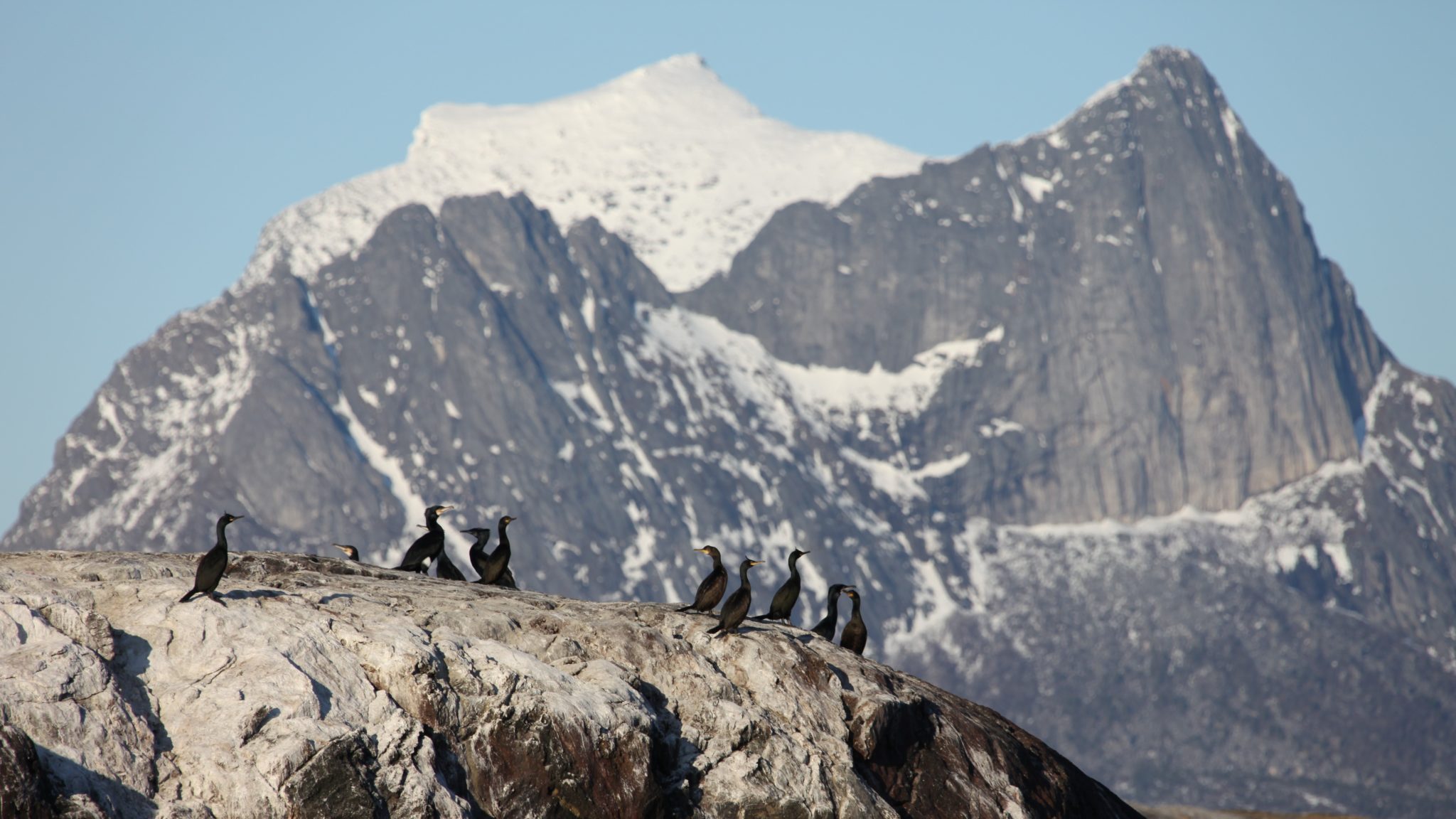 Great cormorant (Phalacrocorax carbo) at Kjerringøy. Photo: Roger Johansen / nordnorge.prod.dekodes.no
