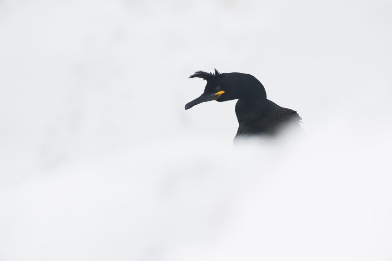 Common shag (Gulosus aristotelis) at Hornøya. Photo: Roy Magersnes / nordnorge.prod.dekodes.no