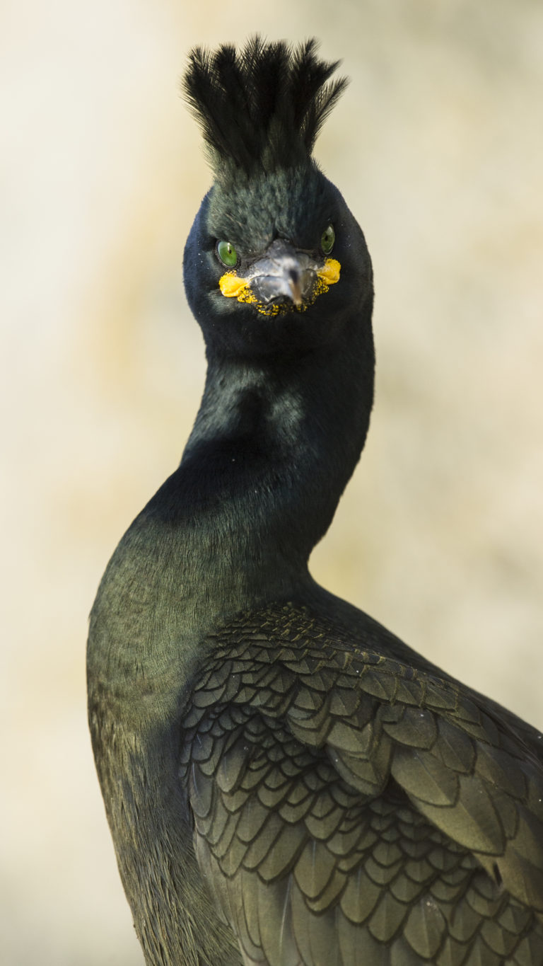 "Make my day, punk!" Common shag (Gulosus aristotelis). Photo: Roy Magersnes / nordnorge.prod.dekodes.no