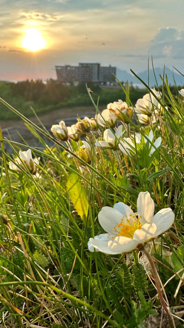 Reinrose flowers in front of Wood Hotel Bodø and Keiserstien. Photo: Roger Johansen / nordnorge.prod.dekodes.no