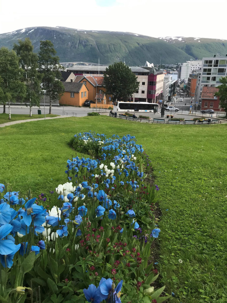 View from Skolegata down Kongsparken towards Storgata far below. The panoramas are ever-present on this walk.The flowers in front are blue poppies (Meconopsis) © Knut Hansvold
