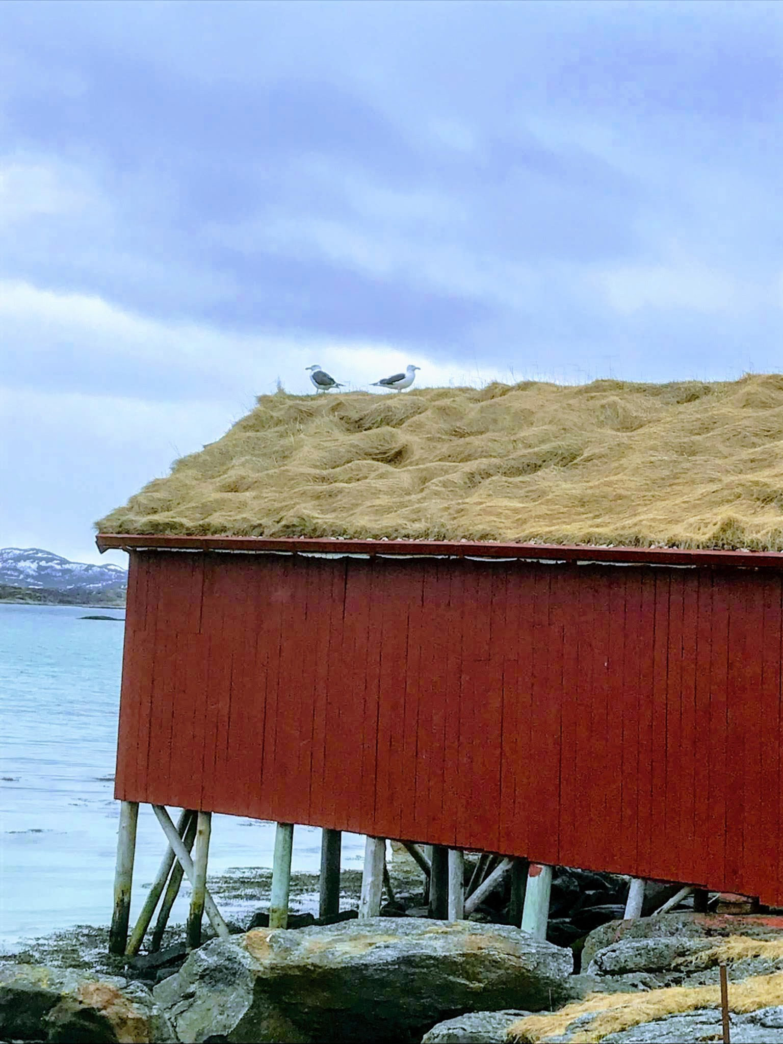 Naust og måser - en spasertur på Hillesøya ved Sommarøy gir kystfølelse © Knut Hansvold